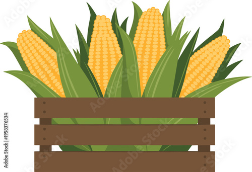 Fresh corn cobs in wooden crate with green leaves farm harvest vegetable vector illustration isolated design