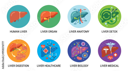 Vector illustrations of human liver anatomy and its functions in a medical setting with organs and biology