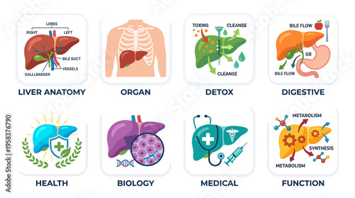 Vector illustration of liver anatomy with detailed organ structure for educational purposes in medical biology.