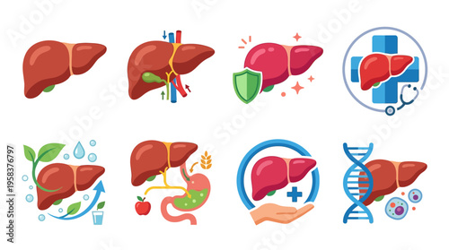 The vector illustration shows various liver icons with medical symbols and healthy food, representing organ health and wellness concepts.