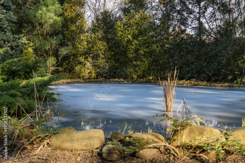 Tranquil frozen pond surrounded by dense evergreen trees and shrubs, with tall reeds emerging from ice and rocks lining edge.