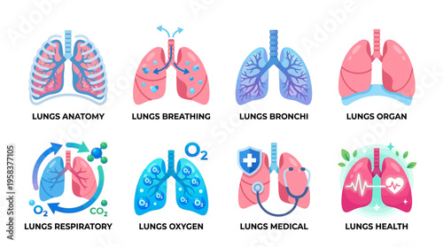 Vector illustration of human lungs anatomy with various medical and respiratory system visualizations
