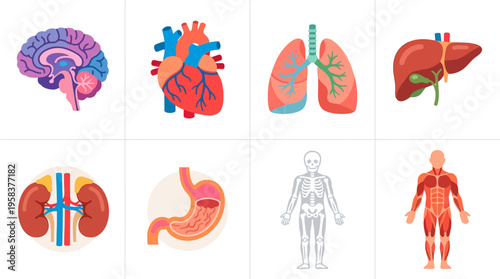 A vector illustration of human organs including brain, heart, lungs, liver, kidneys, stomach, and full body, showcasing internal anatomy in a medical context.