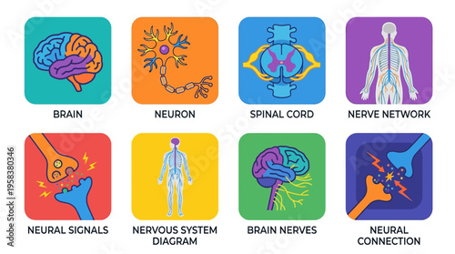 A colorful vector illustration showcases various neuroscience elements including brain, neuron, and nervous system diagrams.