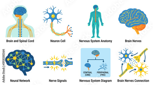 Detailed vector illustrations of human brain and nervous system anatomy in educational materials for medical students