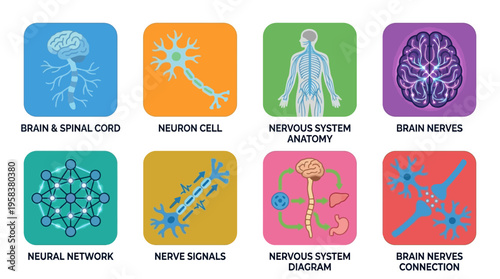 A vector illustration showcasing various nervous system components including brain, neuron cell, neural network, nerve signals, and brain nerves in a medical context.