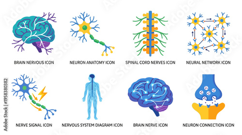 Vector illustrations of brain and nervous system components including neurons and neural networks in a scientific educational setting with icons.