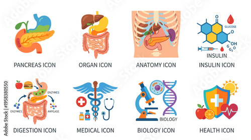 Vector illustration of various biology and health related icons including pancreas, organ, anatomy, insulin, digestion, medical, and biology symbols in a colorful educational vector graphic.