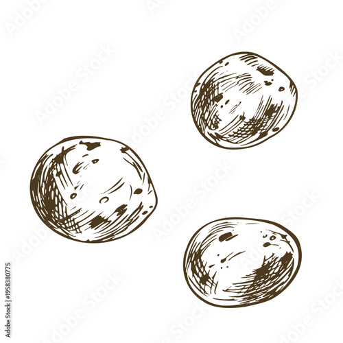 Hand drawn sketch of potato tubers. Natural vegetable ingredient for healthy organic diet and cooking. Artistic ink line art illustration in vintage engraving style for kitchen design.