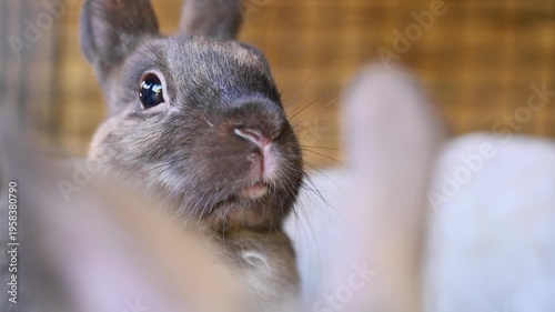 Rabbits are bred on a farm in a cage, eating hay. A close-up of an Easter bunny wiggling its nose.