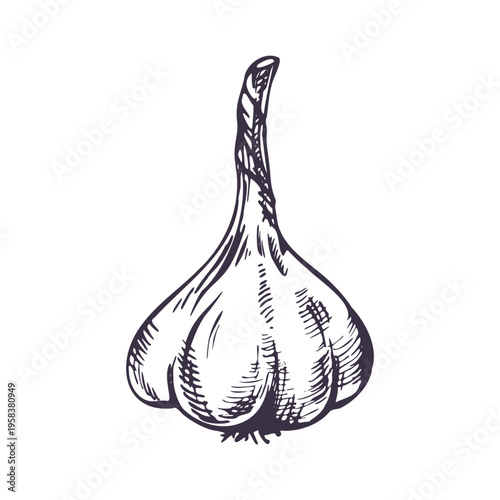 Garlic bulb illustration. Hand drawn sketch of organic vegetable for kitchen menu design. Engraving style graphic art of healthy food ingredient for culinary and cooking projects.