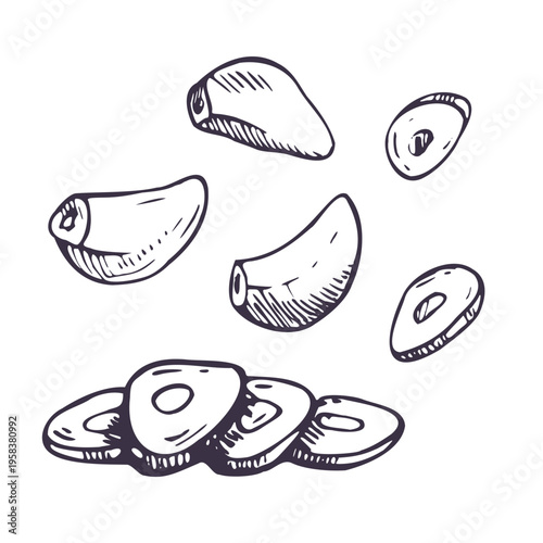 Garlic purified cloves and slices illustration. Hand drawn vegetable ingredient in engraving line art style. Isolated sketch for culinary design, organic food menu, recipe book or healthy nutrition.