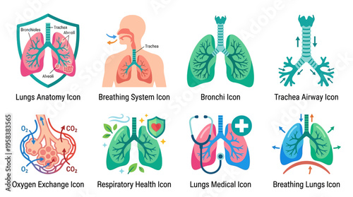 A vector illustration of various lungs anatomy icons and breathing system vector graphics in a medical context for health and respiratory education purposes