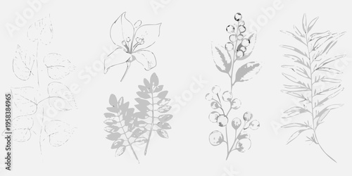 Delicate botanical sketches of various plant stems and floral details