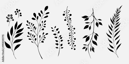 Elegant botanical illustration featuring various black linear plant branches