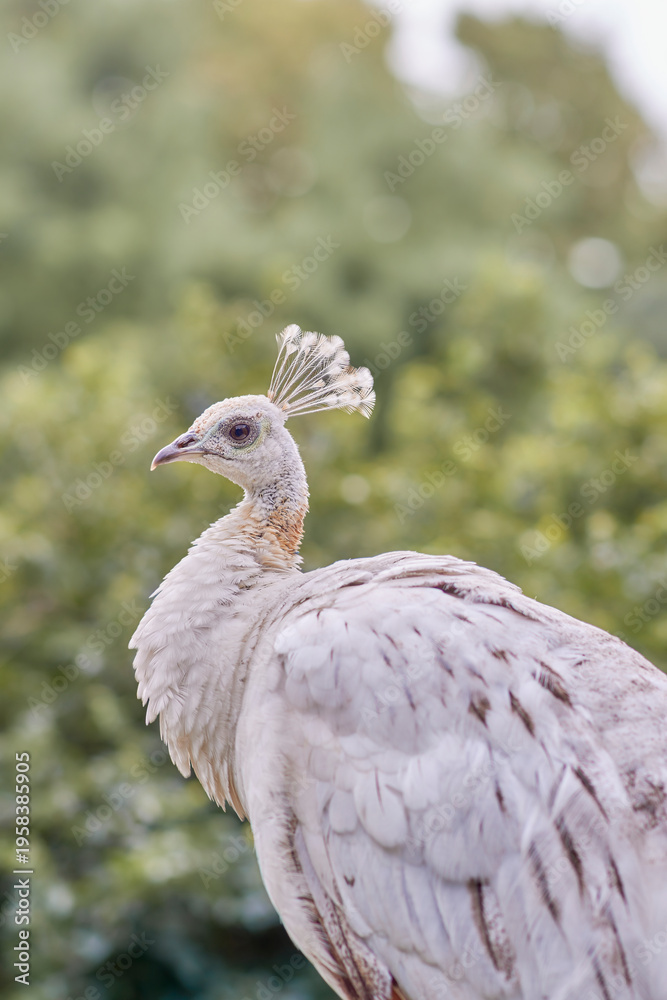 Fototapeta premium Close‑up of a leucistic white peafowl Pavo cristatus facing left, showing its pale plumage and crest against a blurred background of green foliage