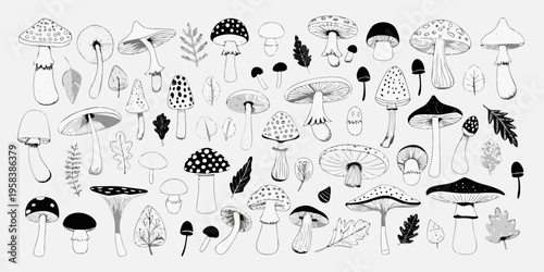 Variety of hand drawn mushrooms and botanical elements in black and white