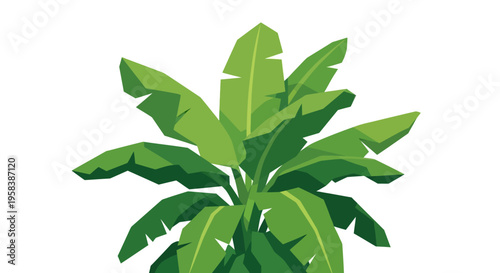 Green Banana Plant Leaves Tropical Foliage Isolated on White Background