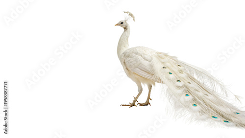 Tableau sur toile White peacock majestic albino walks gracefully isolated on transparent backgroun