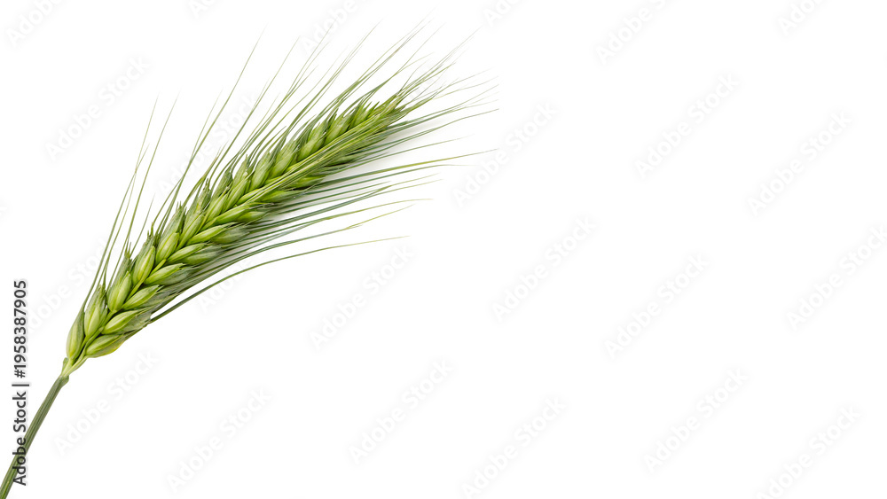 Fototapeta premium Green wheat ear stands upright isolated on transparent background cut out