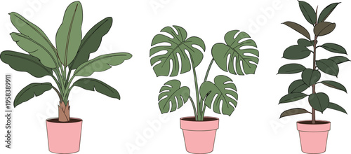 Vector Illustration Set of Three Potted Tropical Houseplants Featuring Banana Tree, Monstera Deliciosa, and Rubber Plant for Interior Home Decor