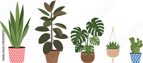 Vector Illustration Set of Five Potted Houseplants Featuring Rubber Plant, Monstera Deliciosa, Snake Plant, Hanging Succulent, and Prickly Pear Cactus
