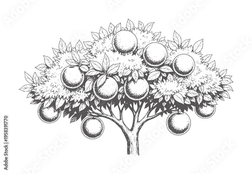 Black and white of a fruit tree laden with round fruits and lush foliage