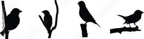 Elegant sparrow figures that capture the joy of nature. High-quality vector illustrations for your projects, book illustrations, and pattern designs.