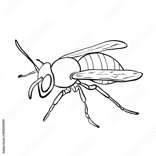 vector line illustration of a wasp