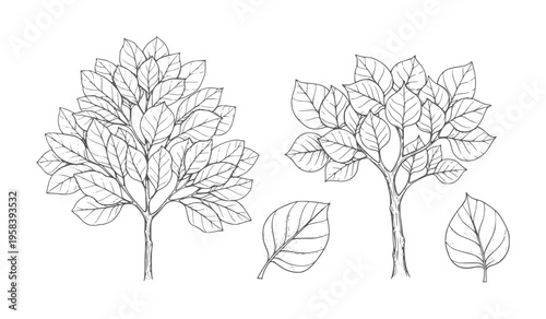 Two stylized trees with leaves and two individual leaves leaf foliage botanical nature