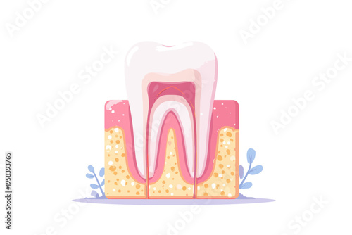 Illustration of healthy human tooth structure with cross-section layers