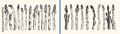 Fresh asparagus vegetable sketch, hand drawn healthy food, organic garden produce illustration, botanical kitchen art doodle, vegetarian cooking ingredient design, farm fresh grocery icon, healthy nut