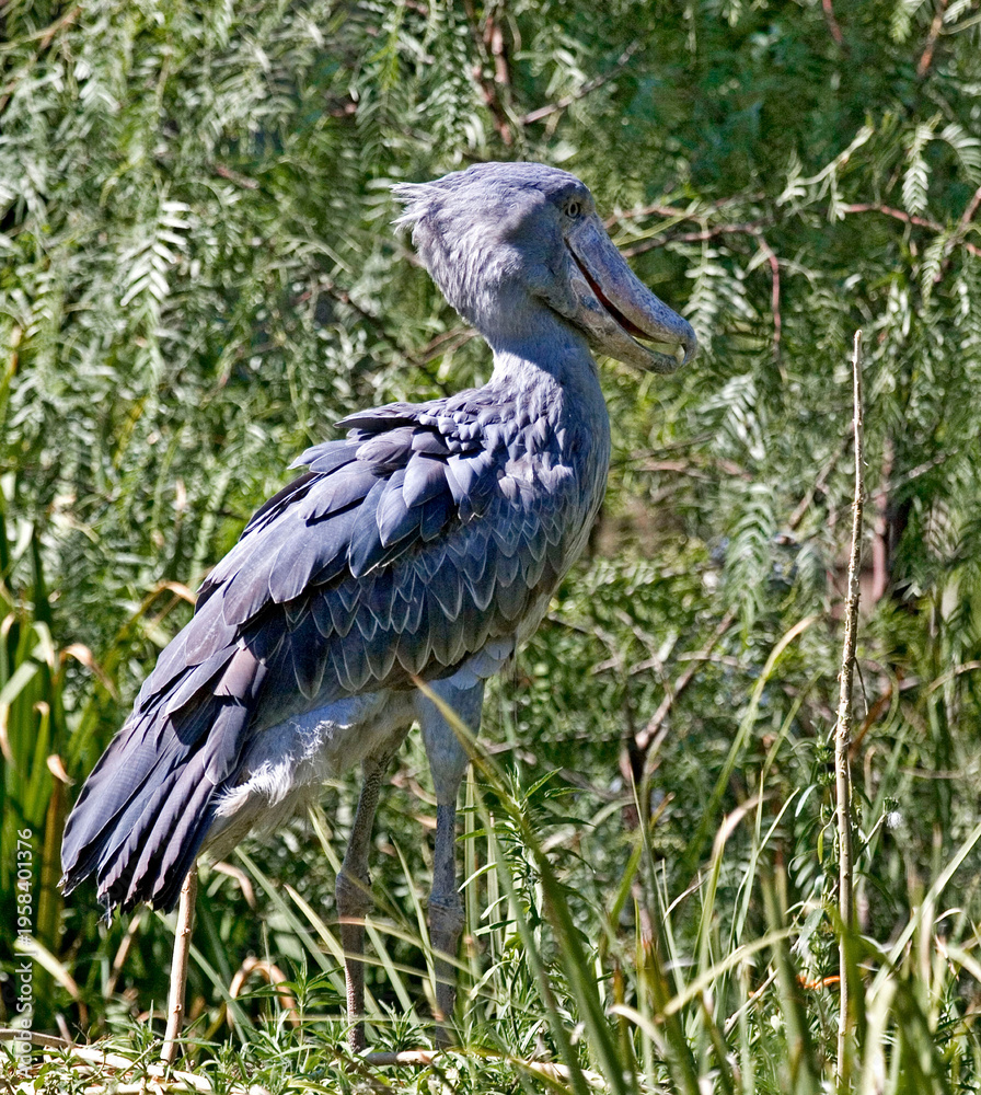 Fototapeta premium View of a Shoebill, Balaeniceps rex, in vegatation
