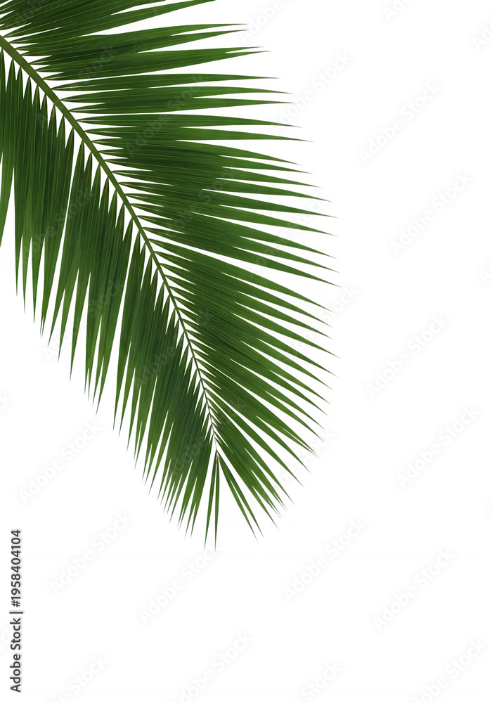 Fototapeta premium close-up palm leaf isolated on white background minimal design