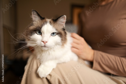 фотографія Ragdoll cat sitting on woman's lap while lady owner gently petting it, closeup s