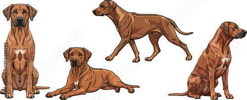 Rhodesian Ridgeback dog walking lying down sitting attentive pose set