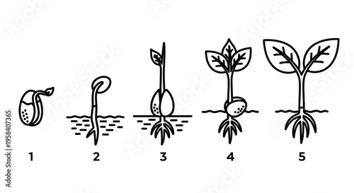 Stages of a plant seedling growth.
