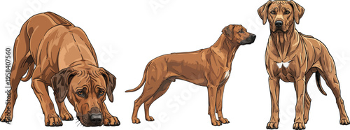 Rhodesian Ridgeback dog sniffing ground standing alert side profile pose set