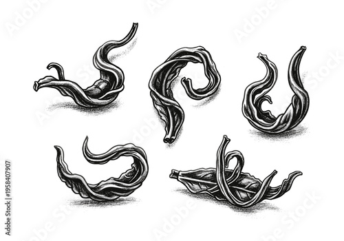 Artistic rendering of dried tea leaves in swirling shapes on a white background