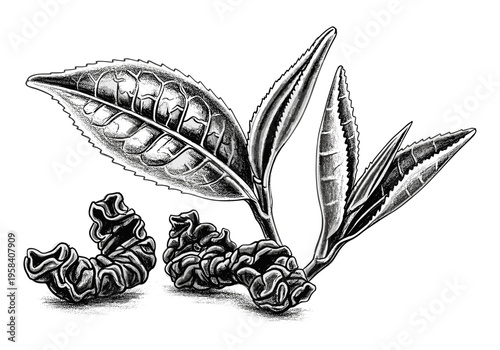 Detailed illustration of fresh tea leaves and dried tea buds on a white background