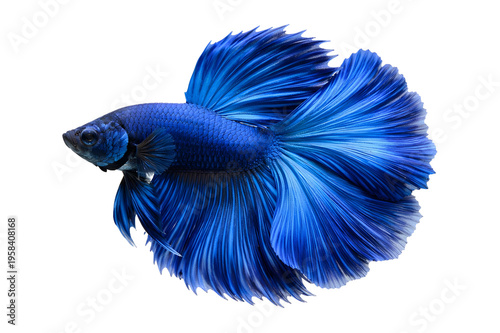 Blue Betta Fish Isolated on White Background, Siamese Fighting Fish with Flowing Fins