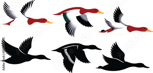 Flying mallard ducks set with colorful birds and black silhouettes, waterfowl wildlife vector for hunting design