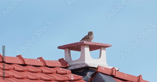 Owl Perched On Tile Roof Chimney Against Clear Blue Sky Over Neighborhood