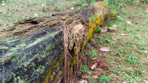 Moss covered fallen tree trunk in forest