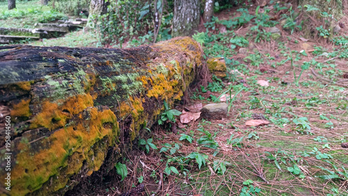 Moss covered fallen tree trunk in forest
