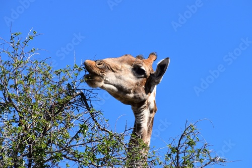 Giraffe eating leaves