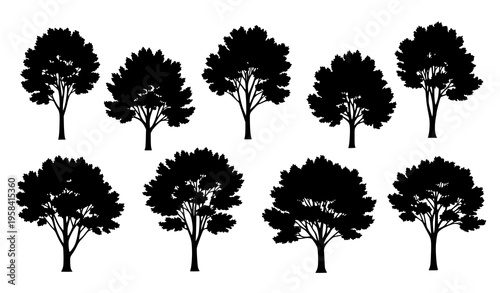 Minimal Beech Tree Silhouettes Forest Nature Vector Set Design