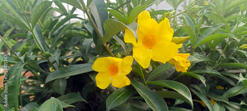 Bright yellow allamanda flowers in garden