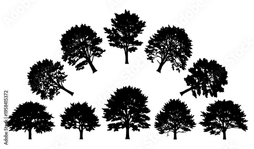 Decorative Beech Tree Silhouette Collection Forest Vector Illustration