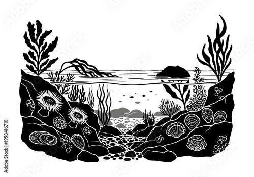 Stylized black and white illustration of a vibrant tide pool ecosystem with diverse marine life